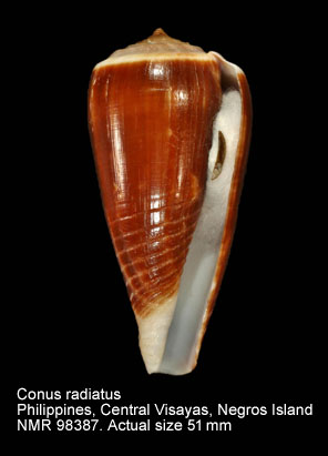 Conus radiatus (5).jpg - Conus radiatus Gmelin,1791